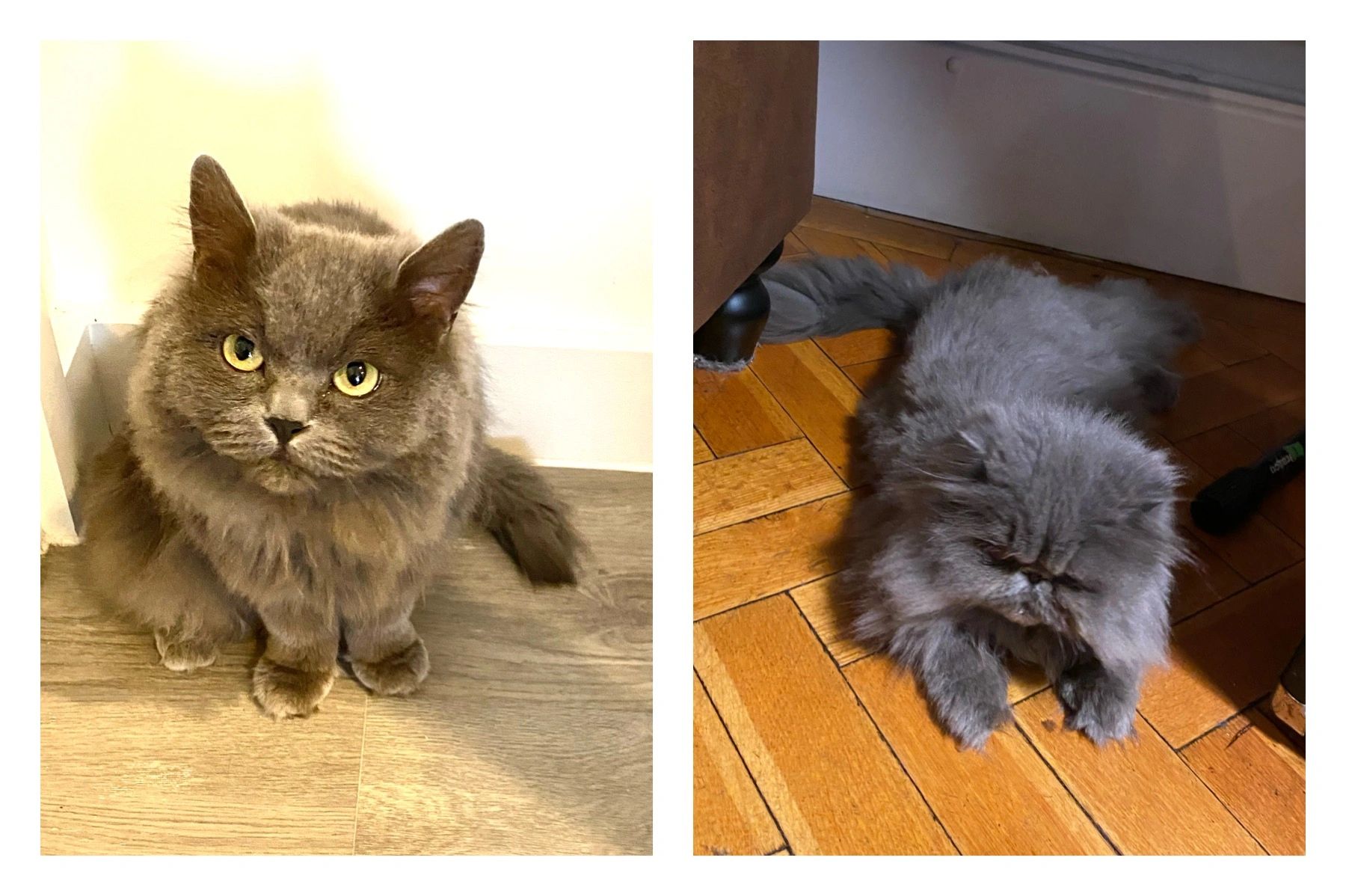 Teddy Bear Cuts for Cats